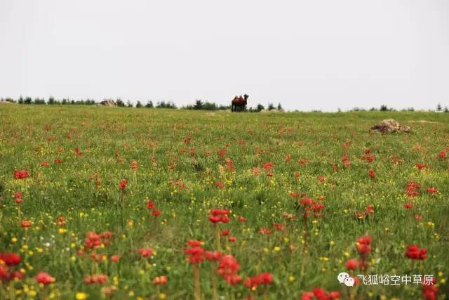 蔚县飞狐峪·空中草原景区——花讯