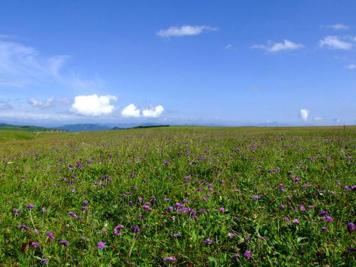 蔚县空中草原最美季节到了