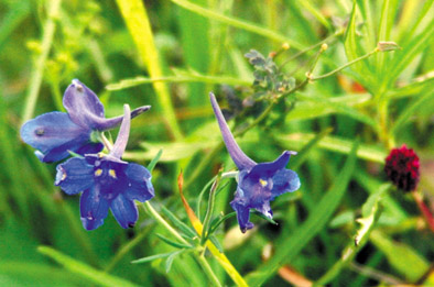 2021飞狐峪-空中草原景区进入最美的季节